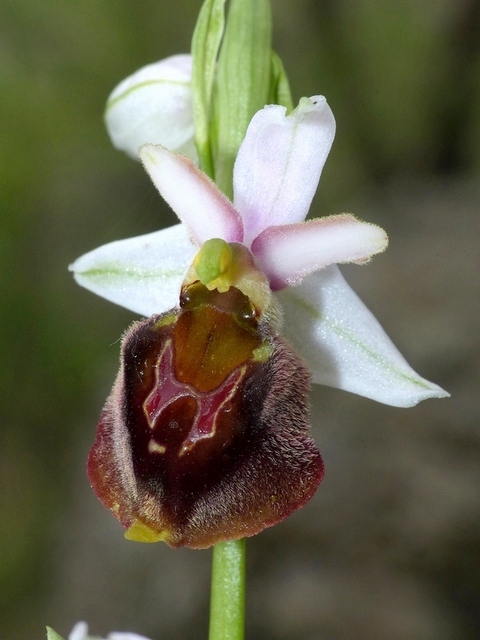 Ophrys crabronifera & Ophrys holosericea sp. � Monti Lucretili  (Roma).